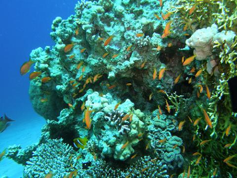 arrecifes-coral.jpg