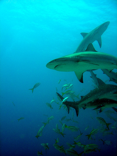 tiburon-bahamas.jpg